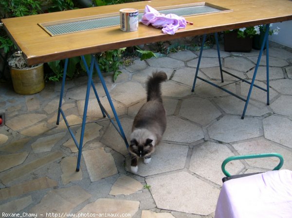 Photo de Ragdoll