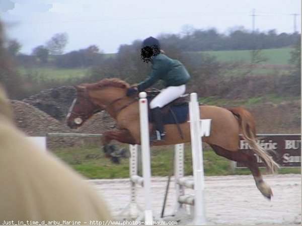 Photo de Poney franais de selle