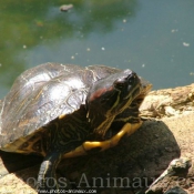 Photo de Tortue