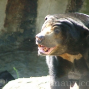 Photo d'Ours