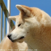 Photo d'Akita inu