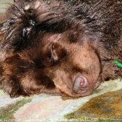 Photo de Chien de terre-neuve