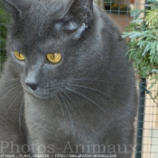 Photo de Chartreux