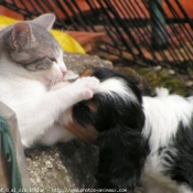 Photo de Cavalier king charles spaniel