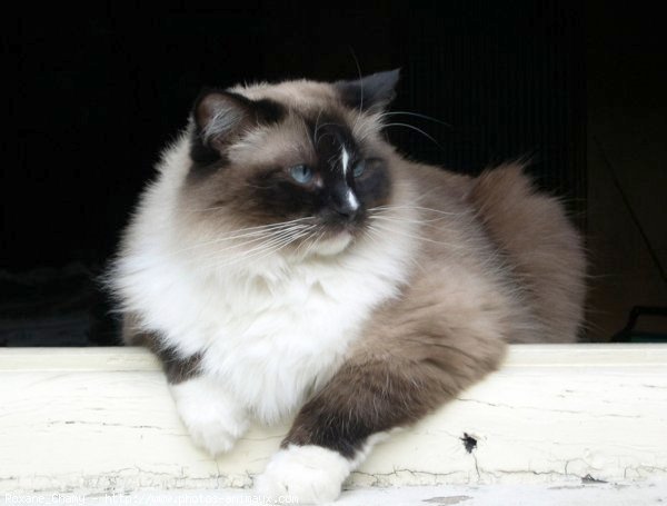 Photo de Ragdoll