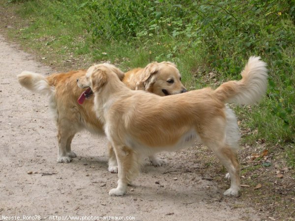 Photo de Golden retriever