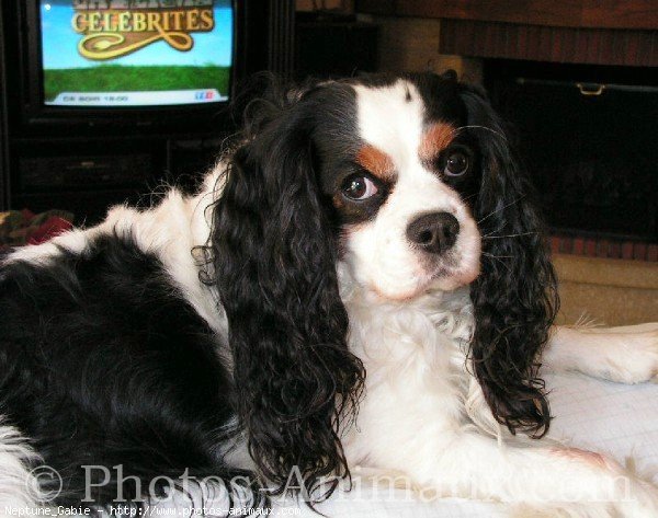 Photo de Cavalier king charles spaniel