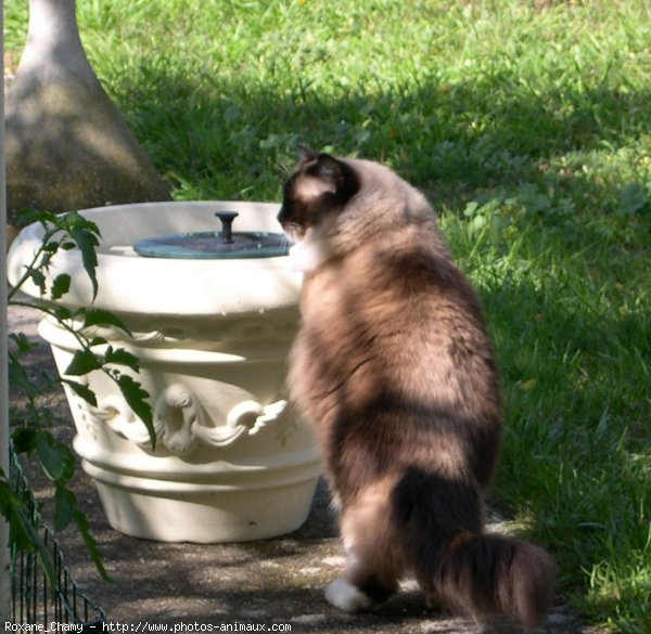 Photo de Ragdoll