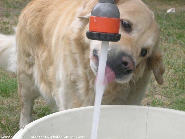 Photo de Golden retriever