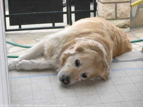 Photo de Golden retriever