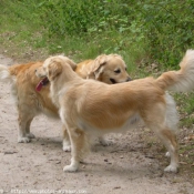 Photo de Golden retriever