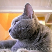 Photo de Chartreux