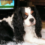 Photo de Cavalier king charles spaniel