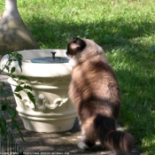 Photo de Ragdoll