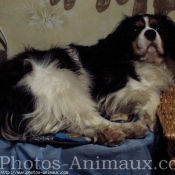 Photo de Cavalier king charles spaniel