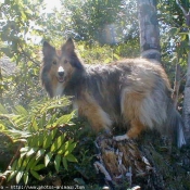 Photo de Chien de berger des shetland