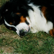 Photo de Bouvier bernois