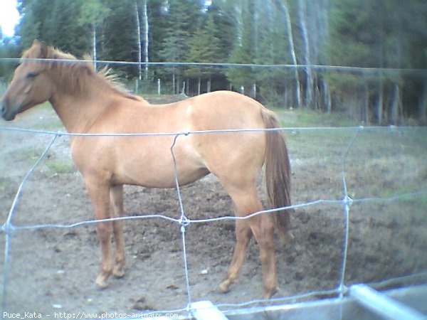 Photo de Quarter horse