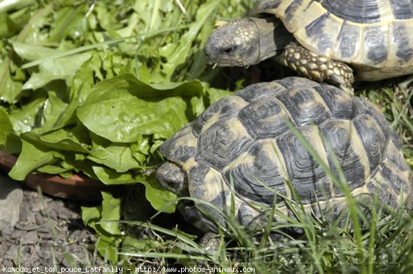 Photo de Tortue