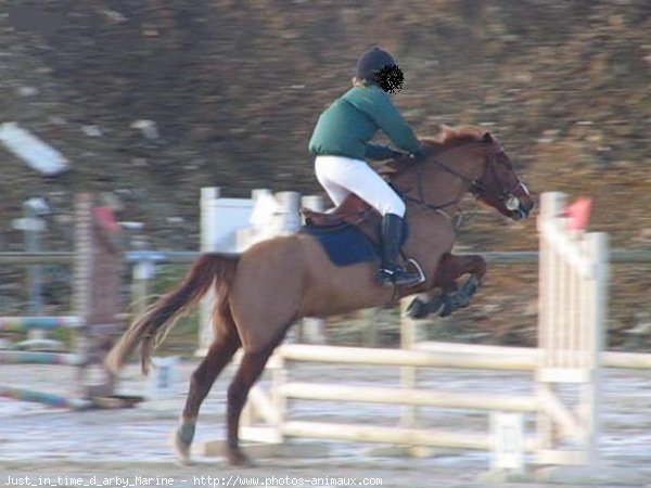 Photo de Poney franais de selle