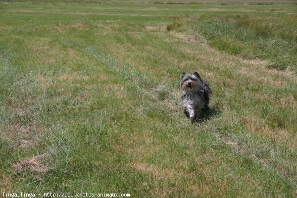 Photo de Chien de berger des pyrenes  poil long