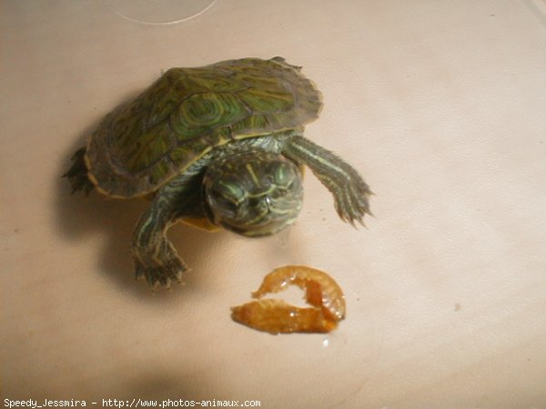 Photo de Tortue