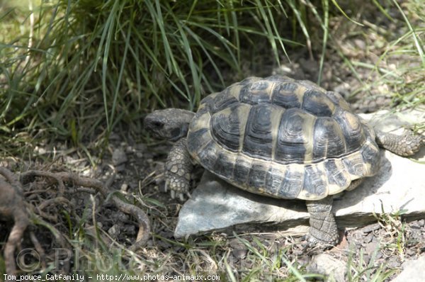 Photo de Tortue