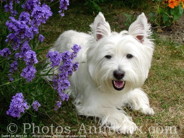 Photo de West highland white terrier