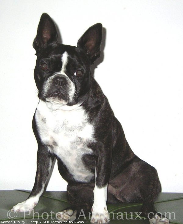 Photo de Boston terrier