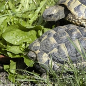 Photo de Tortue