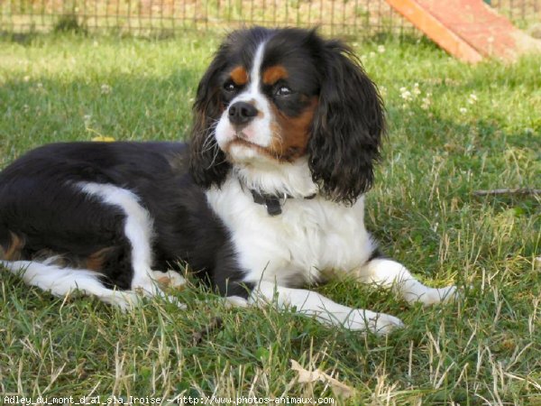 Photo de Cavalier king charles spaniel