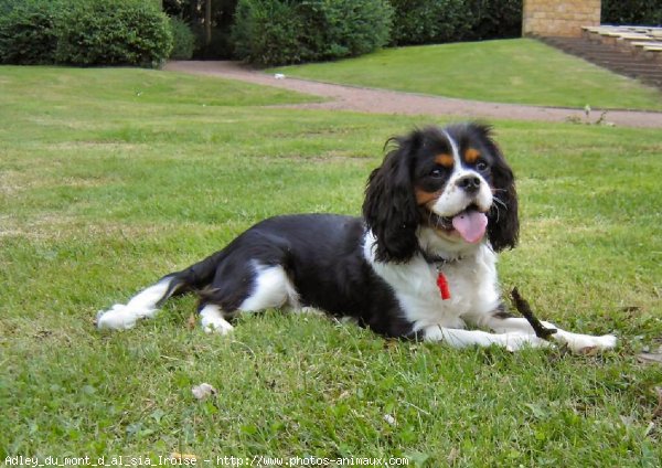 Photo de Cavalier king charles spaniel