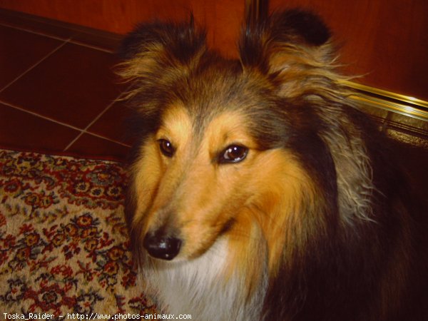 Photo de Chien de berger des shetland