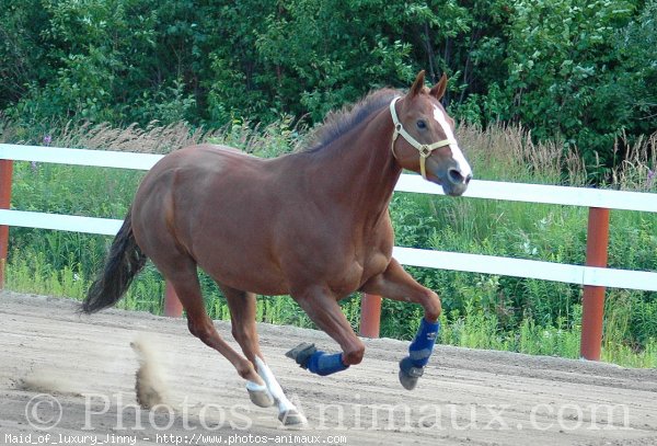 Photo de Quarter horse