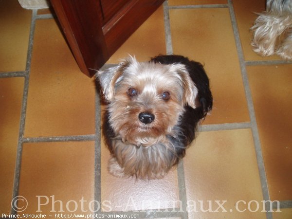 Photo de Yorkshire terrier