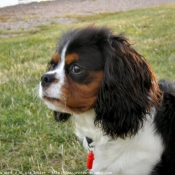 Photo de Cavalier king charles spaniel