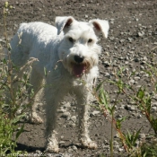 Photo de Schnauzer gant