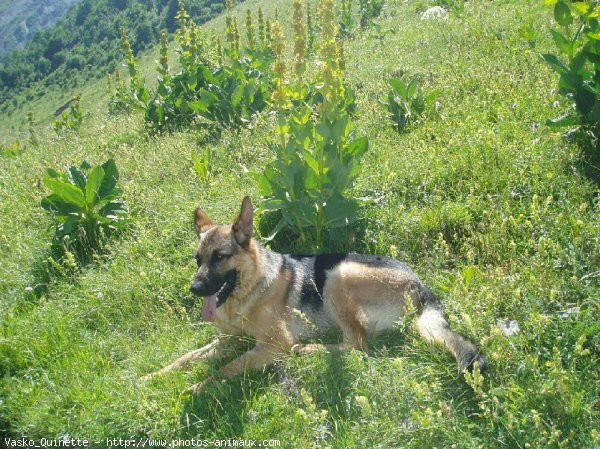 Photo de Berger allemand  poil court