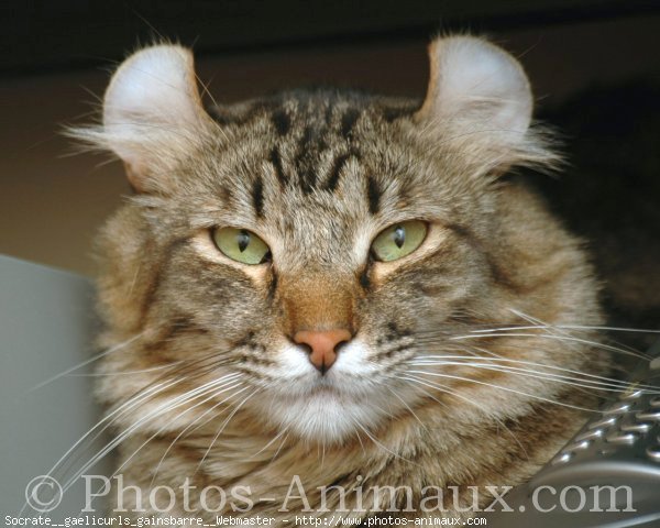 Photo d'American curl poil long