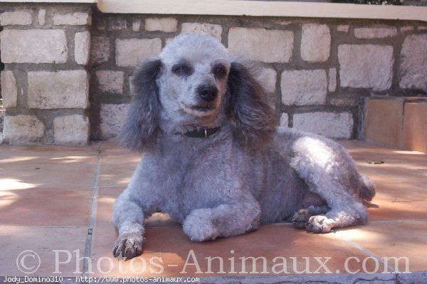 Photo de Caniche moyen