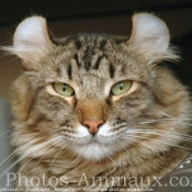 Photo d'American curl poil long