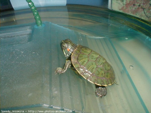 Photo de Tortue