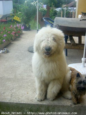 Photo de Komondor