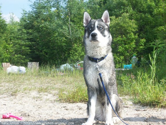 Photo de Husky siberien