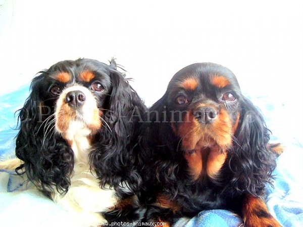 Photo de Cavalier king charles spaniel