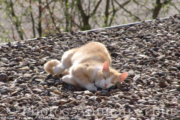 Photo de Chat domestique