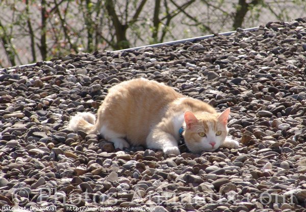 Photo de Chat domestique