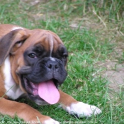 Photo de Boxer