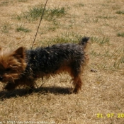 Photo de Yorkshire terrier