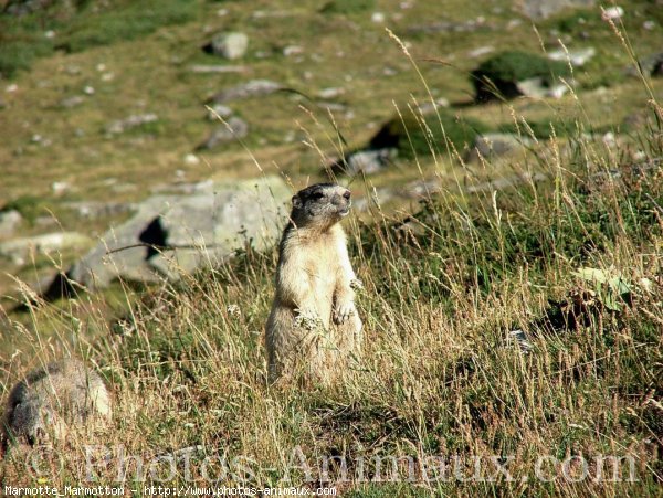 Photo de Marmotte